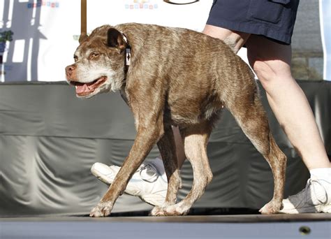 Deformed mutt is crowned World's Ugliest Dog - Breitbart