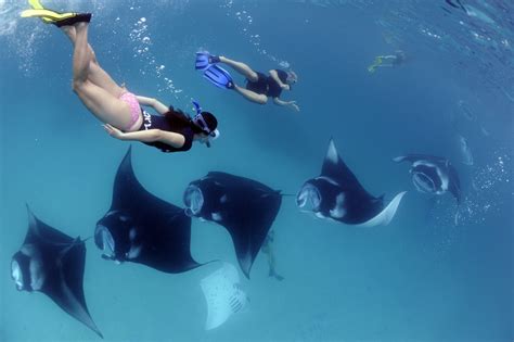 How to Swim with Manta Rays