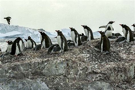 Flora y fauna de las islas Malvinas: especies destacadas