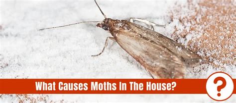 moths in house causes - Raye Trapp