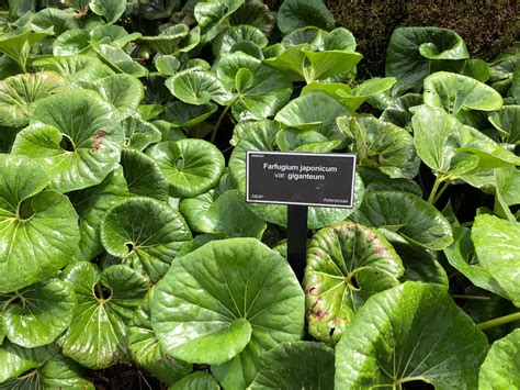 Farfugium Japonicum var. Giganteum - Auckland Botanic Gardens - 21 Feb 2018 Giganteum, Islington ...