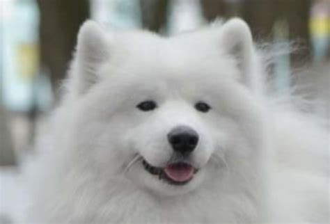 Samoyed Dog: Personality & Temperament