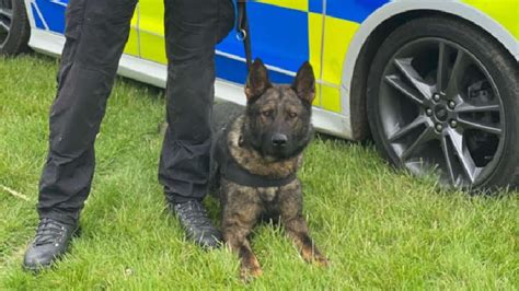 Meet the new Thames Valley Police dogs - MKFM 106.3FM - Radio Made in ...