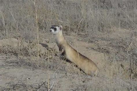 Black-footed Ferret - Mustela nigripes | Wildlife Journal Junior