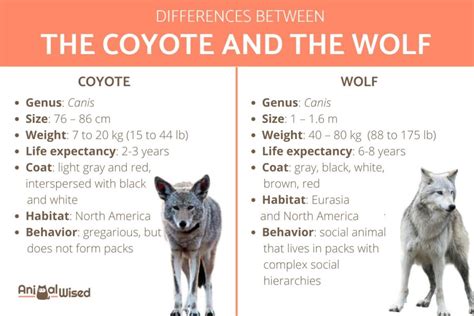 Diferencias Entre Coyote Y Lobo | 2023