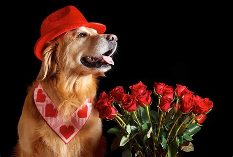 Download Day Valentine Rose Labrador Bouquet Flower Happy Heart - Happy Valentines Day Dogs On ...