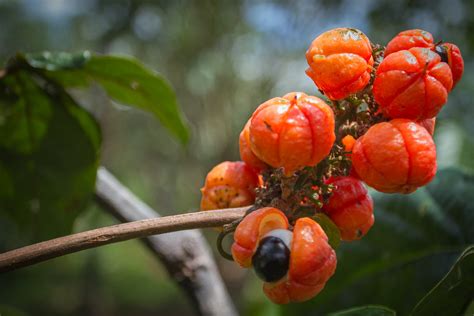 Top 10 Health Benefits of Guarana