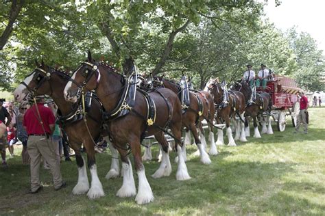 BOB'S BLOG: Budweiser Clydesdale Hitch Team