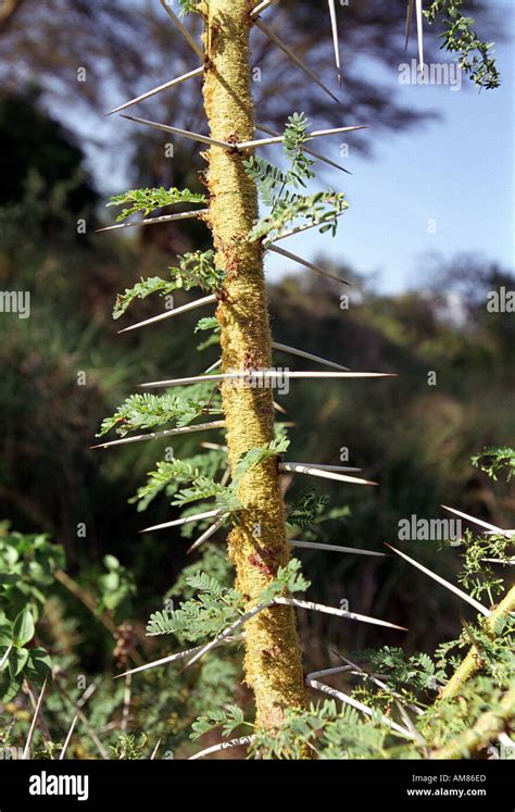 Thorns on an Acacia tree Stock Photo - Alamy