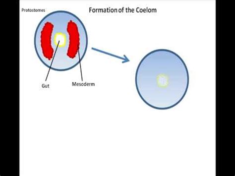 Intraembryonic Coelom