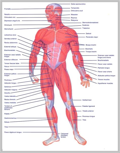 Muscle of the body diagrams - Graph Diagram