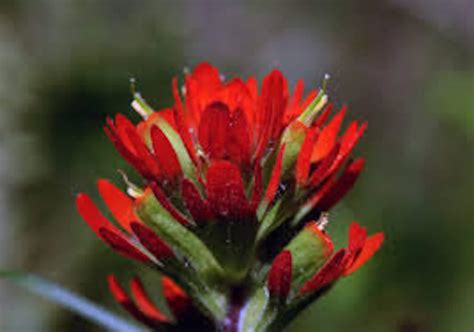 Indian Paintbrush Seeds Castilleja Indivisa Wildflower | Etsy