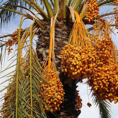 Date Palm Tree 'Halawi' Seedling Palm Tree Live | Etsy