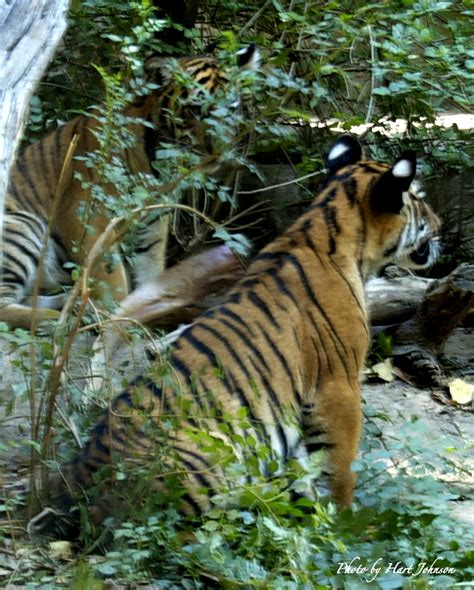 Malaysian Tiger Cubs | In the Tiger area of the San Diego Zo… | Flickr