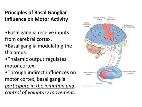 PPT - Movement Disorders: Basal Ganglia PowerPoint Presentation, free download - ID:2129681