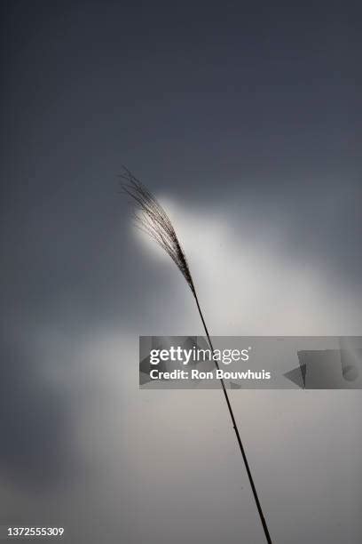 Tall Grass Silhouette Background Photos and Premium High Res Pictures ...