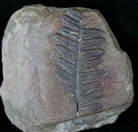 300 Million Year Old Fern Fossil (#14515) For Sale - FossilEra.com