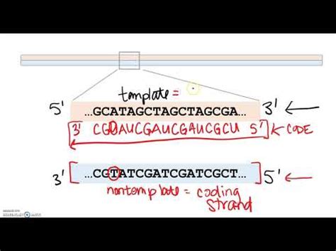 Dna Template Strand / It determines how the dna strand will be constructed and the process in ...