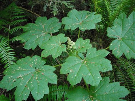 Devil’s Club, Oplopanax horridus | Native Plants PNW