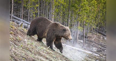 Montana to Transplant Grizzly Bears From Glacier to Yellowstone ...