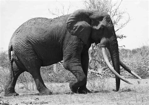 Satao, World's Biggest Elephant, Killed by Poachers in Kenya