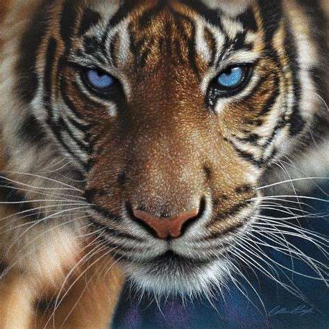 Tiger – Blue Eyes – Image Conscious