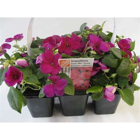 Canadian Valley Growers PBS Jumbo Annual (6-Pack) | The Home Depot Canada