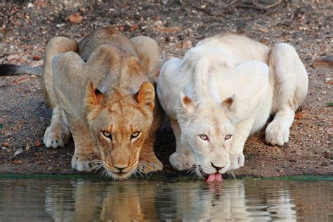 Wild Wonderful World | White Lions of the Timbavati | White lions in the wild and white lion ...