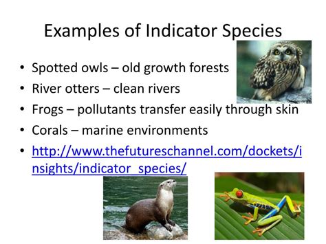 PPT - Ecological Niche PowerPoint Presentation, free download - ID:1622750