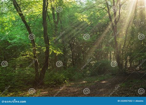 Foggy forest, at sunrise stock photo. Image of mist - 222057552