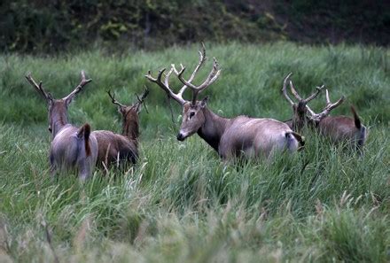 __COUNT__ Dafeng wetland protects milu deer population to keep increasing, Yancheng, China - 28 ...