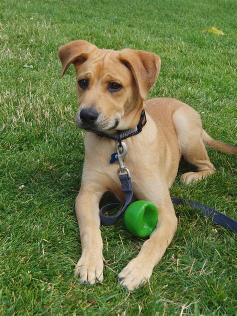 What, mom? Give it back? But, but... what do you mean, it's HIS BALL? - The Dogs of San ...