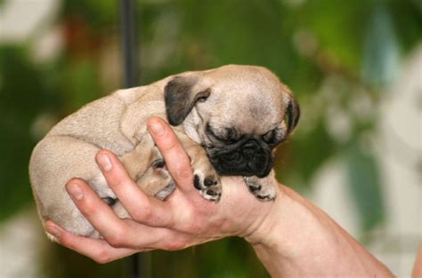 25 Tiny Puppies That Are The Perfect Fit for Your Tiny House - Cute Dog Photos