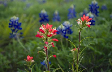 PHOTO GALLERY: Texas wildflowers