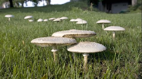 Backyard Mushrooms : Backyard Mushrooms | Edible or poisonous? | Nomadic Lana ... / Some people ...