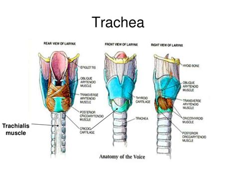 Anatomy Of The Trachea Powerpoint Diagram Pslides | Images and Photos ...