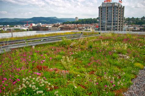 Extensive Green Roofs with a thin growing medium