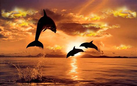 Dolphins Jumping In The Sunset Wallpaper | HQ Wallpapers