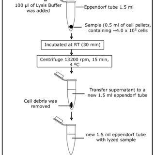 Bacterial Lysis Buffer Recipe Protein Extraction | Deporecipe.co