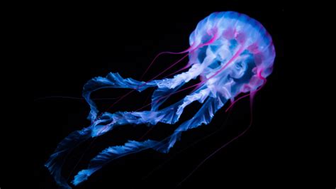 4K Jellyfish Wallpapers - Top Free 4K Jellyfish Backgrounds ...