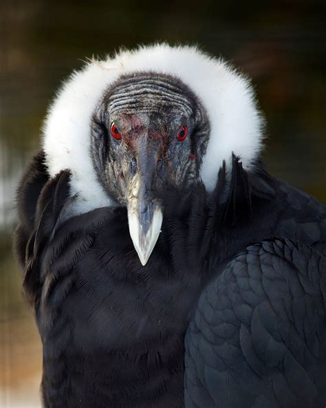 Andean Condor - Connecticut's Beardsley Zoo