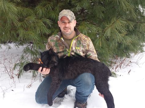 Black bobcat snared in N.B., only 12th ever recorded in North America ...