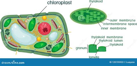 Plant Cell and Chloroplast Structure with Titles Stock Vector ...