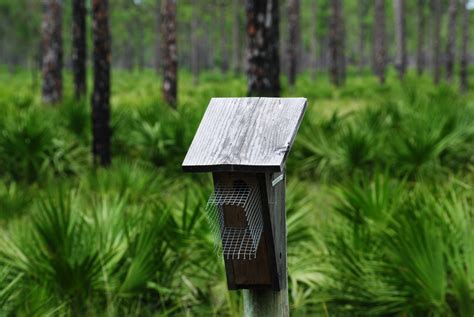 Field Notes and Photos: Babcock-Webb Wildlife Management Area: Flatwoods & Wetlands