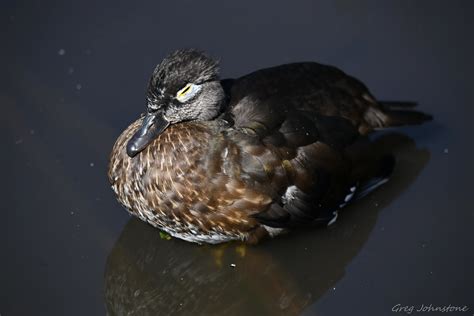 Wood Duck - 17 | A female Wood Duck swimming around Piper Sp… | Flickr