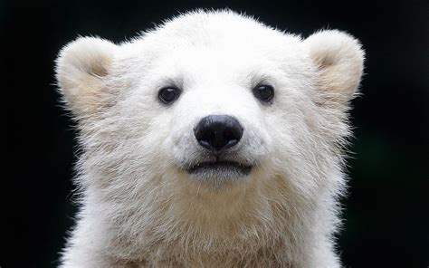 Polar Bears Baby Wallpapers HD / Desktop and Mobile Backgrounds