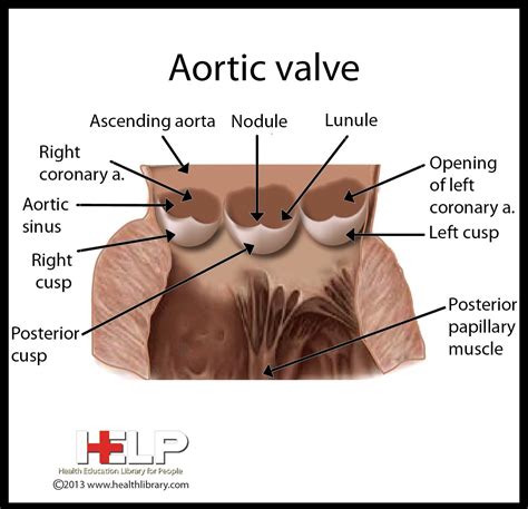 What Is The Function Of The Aortic Semilunar Valve Quora