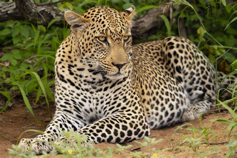 Xiviti | African leopard (Panthera pardus) - Timbavati Reserve - Greater Kruger - South Africa ...