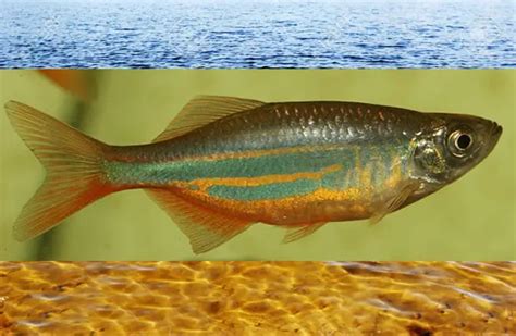 Minnow - Description, Habitat, Image, Diet, and Interesting Facts