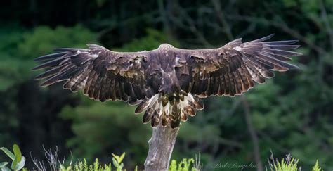 Golden Eagle Wingspan by RedPangolin on DeviantArt